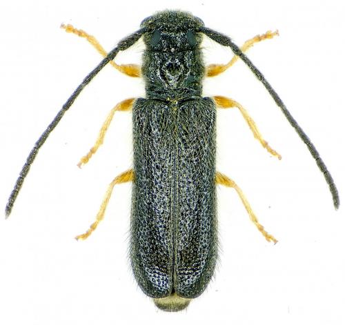 Tetrops gilvipes